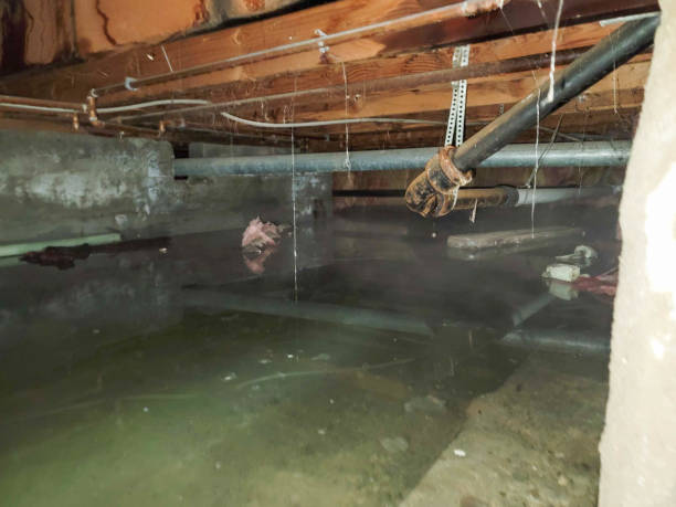Best Professional water damage repair  in Waverly, MI